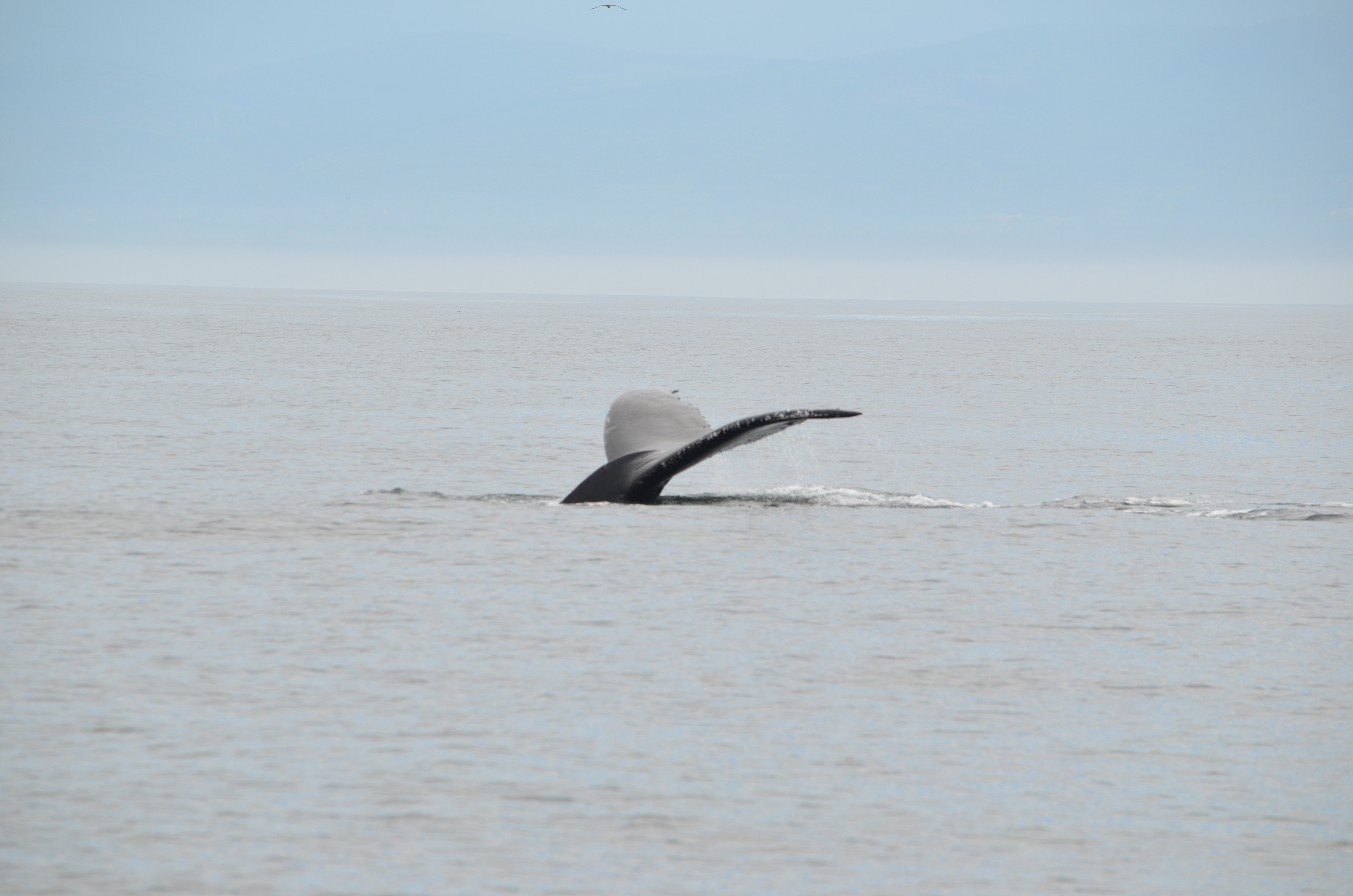 photos/wildlife/Mammal_Species/Humpback Whale/DSC_0085.JPG